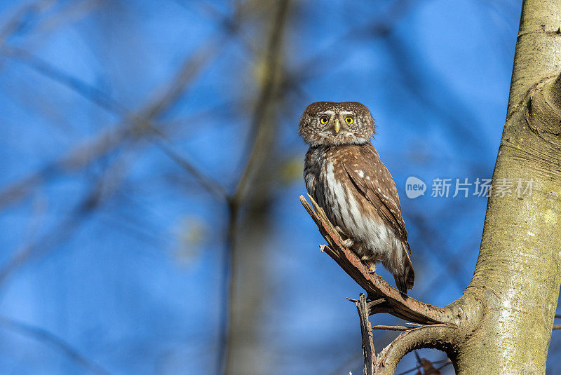 美丽的欧亚侏儒猫头鹰(Glaucidium passerinum)